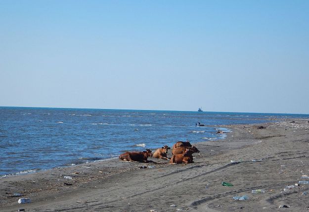 2016-09-12, Filbo Georgien,Region Poti,DSCN2162