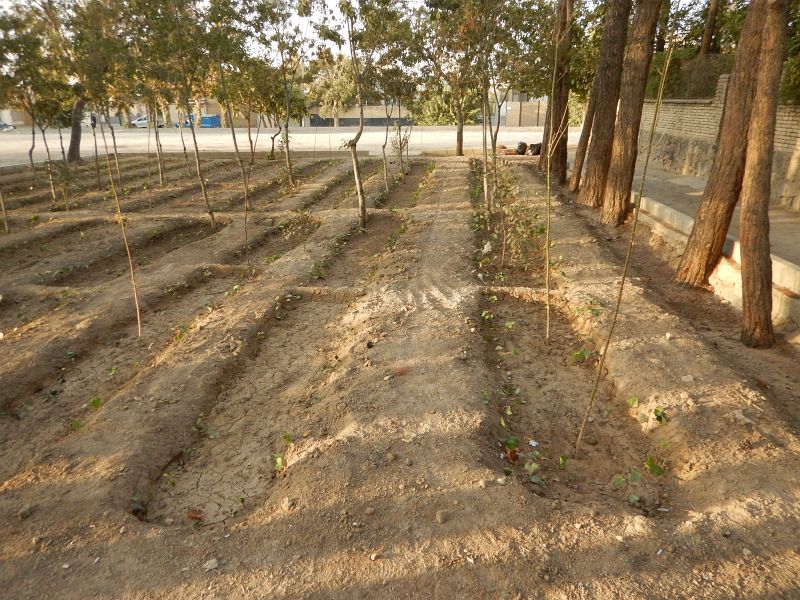 2016-11-01, Filbo Iran,Isfahan Bewässerung,DSCN2835