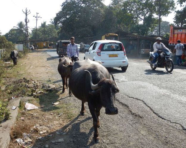 2017-01-07, Filbo Indien,DSCN3628