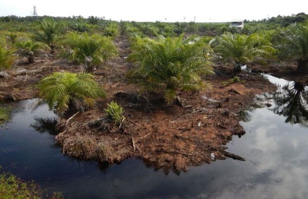 2017-05-05, Filbo Indonesien,DSCN5051