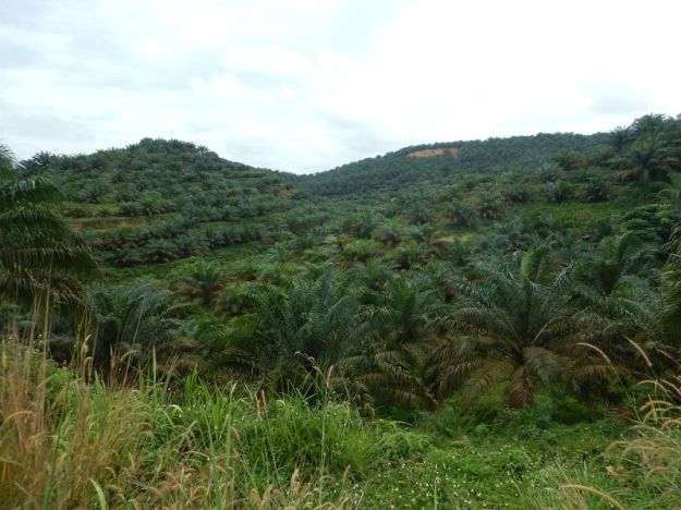 2017-05-11, Filbo Indonesien,COOLPIX AW1303187