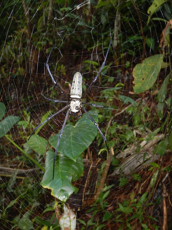 2017-06-23, Filbo Indonesien,Reg. Silo,DSCN5948