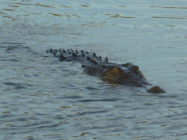 2017-07-19,Kakadu,Yellow Water, Do.P1080961