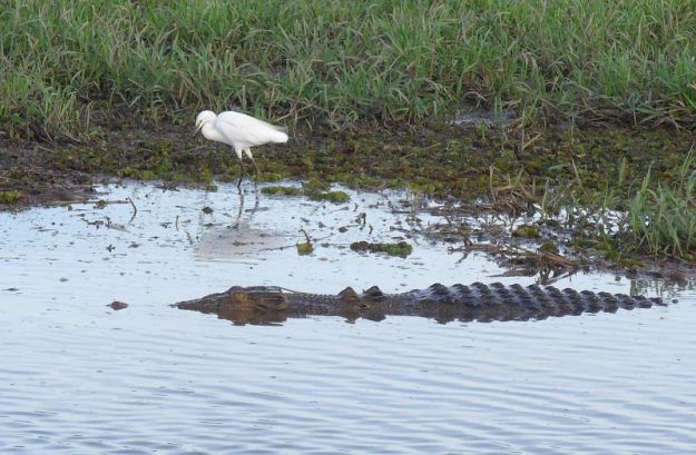 2017-07-19,Kakadu,Yellow Water, Do.P1080979