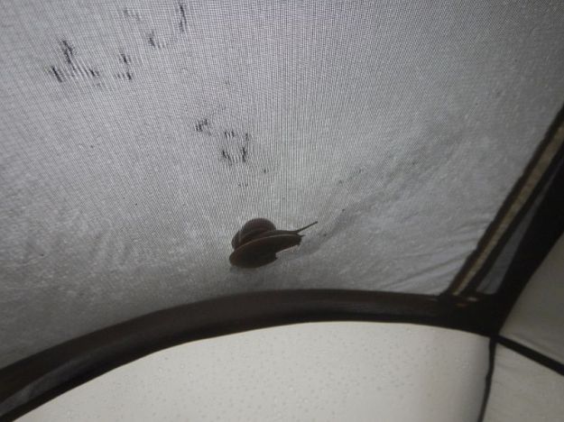 2016-04-18, Filbo Rhein Regen Regen...DSCN0221 - Kopie