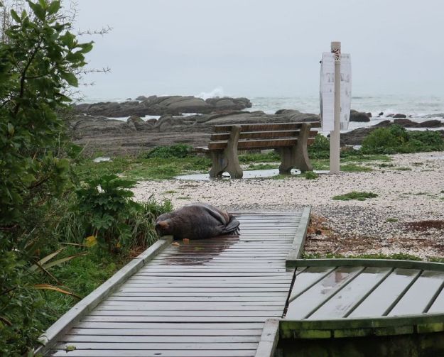 2018-05-15, Filbo Neuseeland,Reg. Kaikoura,074925_IMG_0697