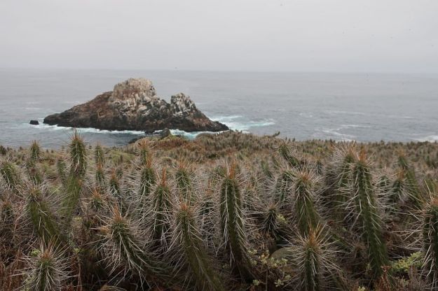 2018-06-18,Filbo Chile, Los Molles,003424_IMG_1102