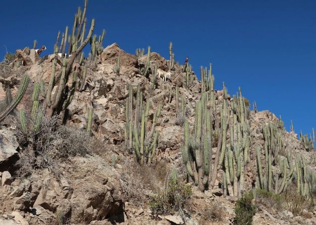2018-06-25,Filbo Chile,Reg. Vicuna,150512_IMG_1146