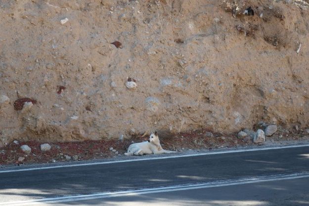 2018-06-26,Filbo Chile,Reg. Montegrande,6122538_IMG_1152