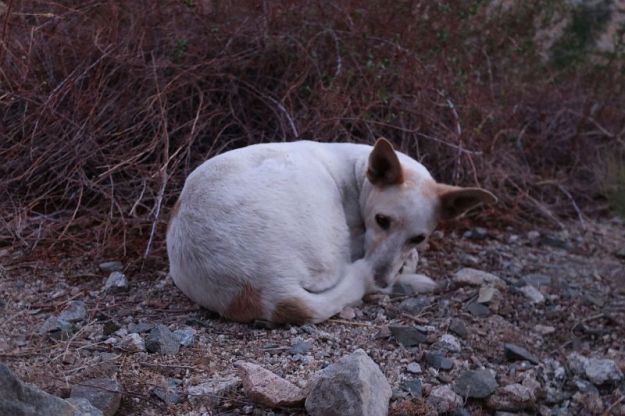 2018-06-26,Filbo Chile,Reg. Paihuano,180353_IMG_1162