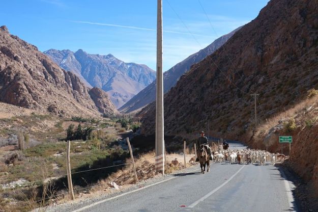 2018-06-29,Filbo Chile,Reg. Montegrande,9123021_IMG_1178