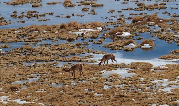 2018-07-30, Filbo Chile,,El Tatio,110113_IMG_1701