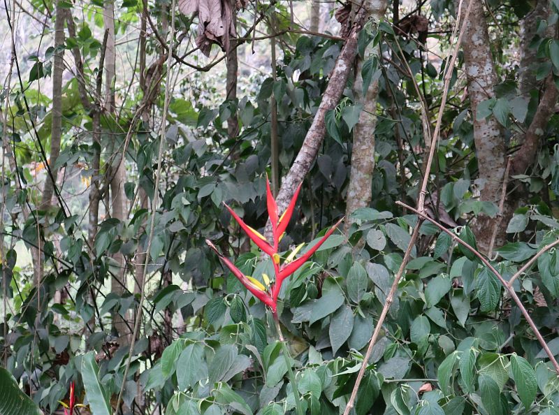 2018-09-20, Filbo Peru, Reg. Machu Picchu,IMG_2391