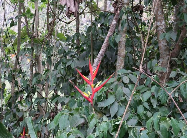 2018-09-20, Filbo Peru, Reg. Machu Picchu,IMG_2391