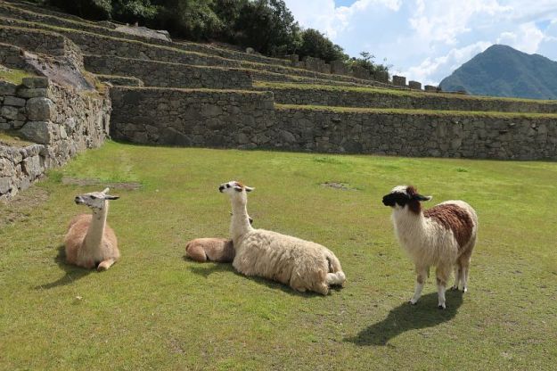 2018-09-21, Filbo Peru, Machu Picchu,IMG_2430(1)