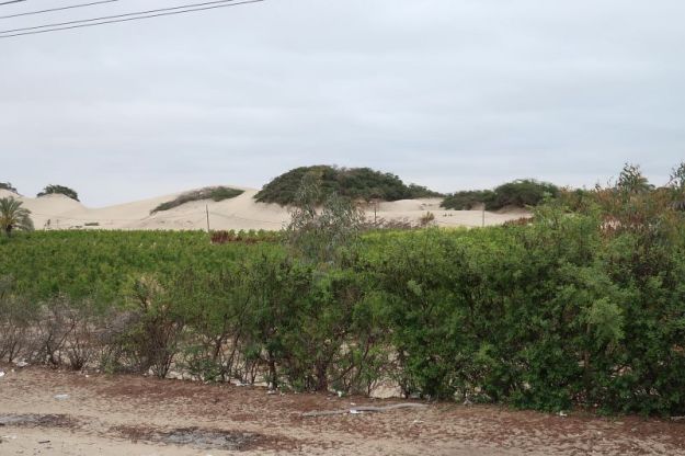 2018-10-07, Filbo Peru, Reg. Guadalupe,130059_IMG_2583