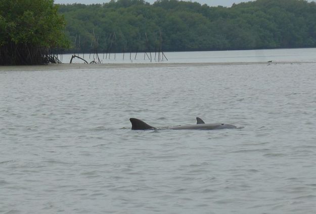 2018-11-11, ecuador,puerto el morro,do.p1130886