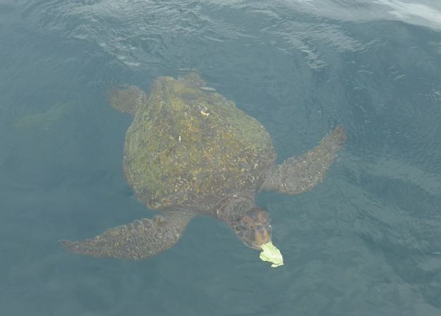 2018-11-13,ecuador,la plata, do.p1140036