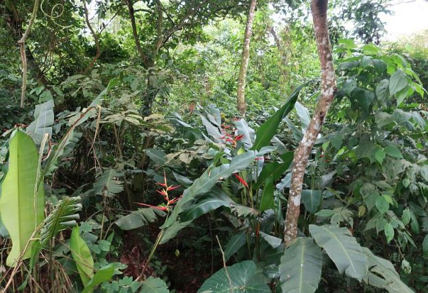 2018-11-162cfilboecuador2cpacoche2c101533_img_3012