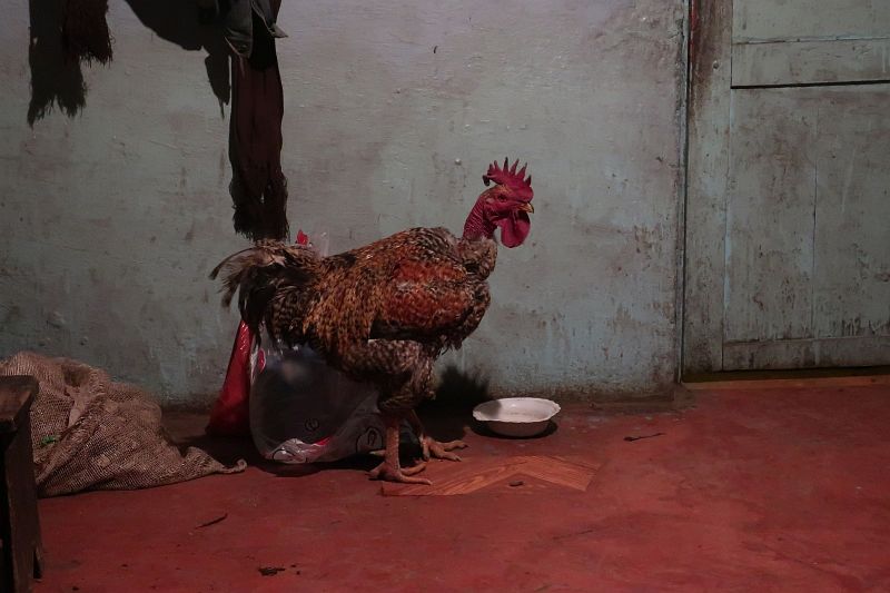 2018-11-30, Filbo Kolumbien, Reg. Tangua,200553_IMG_3149