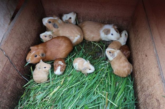 2018-12-01, Filbo Kolumbien, Reg. Tangua,074525_IMG_3151