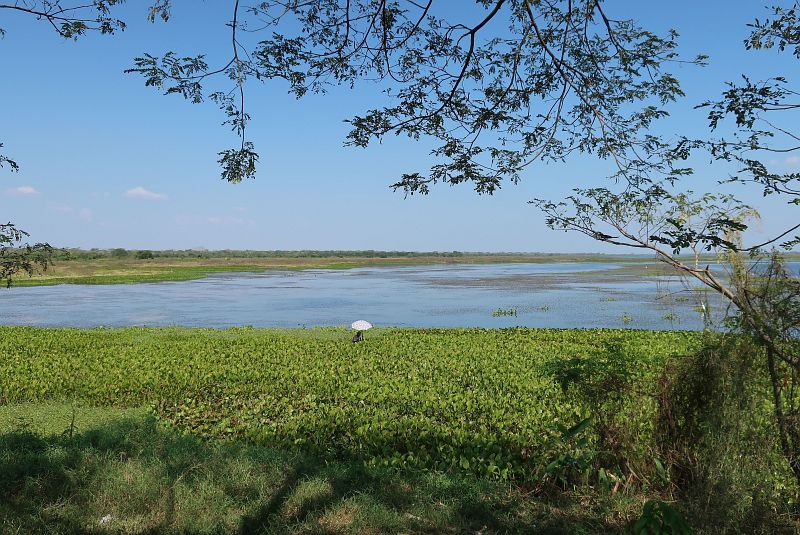 2019-01-22, Filbo Kolumbien, Reg. Gambote,131350_IMG_3520