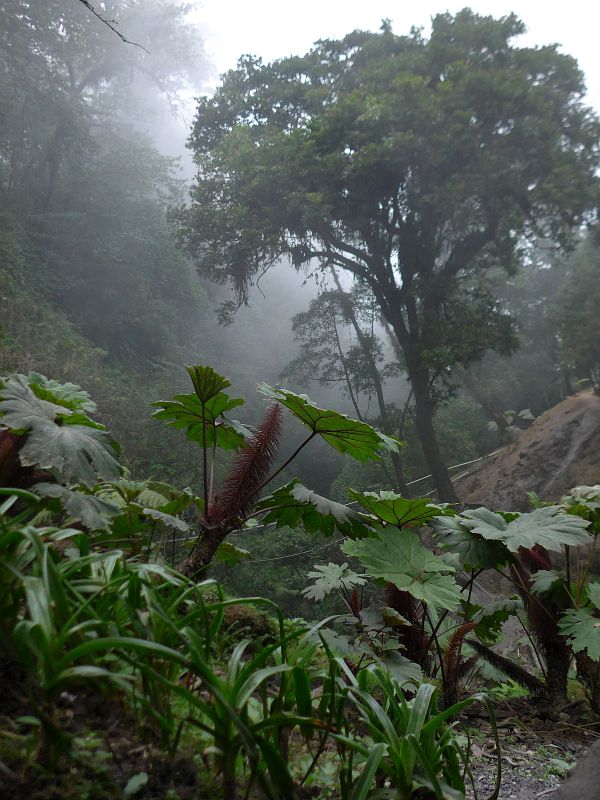 2019-04-23, Guatemala,Fue. Georginas,Do.P1150939