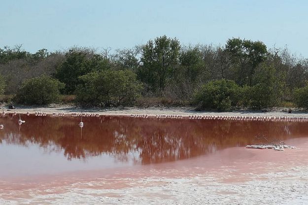 2019-05-10, Mexiko, Celestun, FiDo,IMG_4733