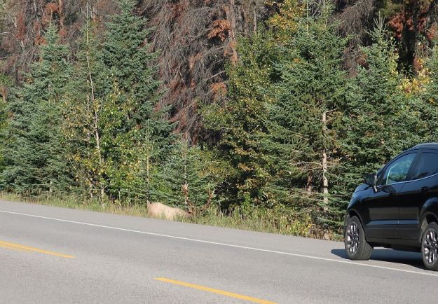 2019-09-07,Filbo Kanada,Reg. Jasper, IMG_5578